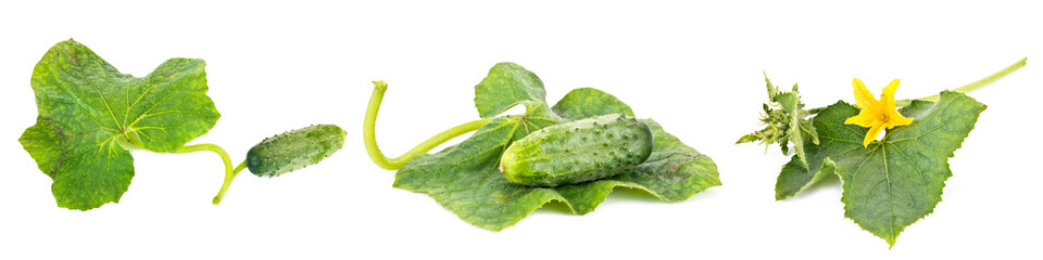 Cucumber. Collage