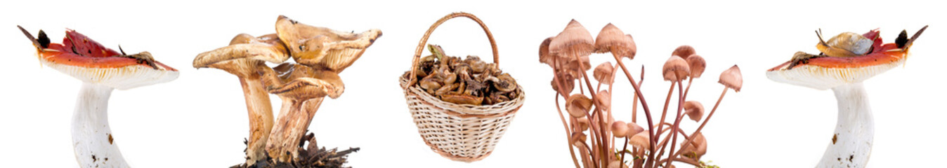 Basket and mushrooms. Collage