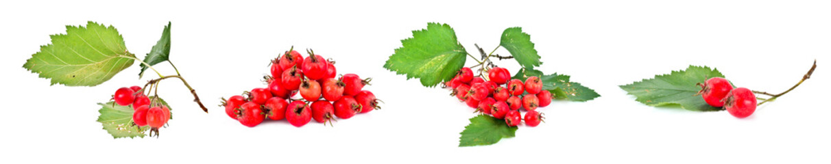 Crataegus aestivalis. Collage