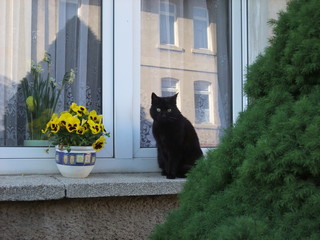 黒猫と窓