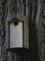 Concrete bird nest box suspended from a tree with barky bark