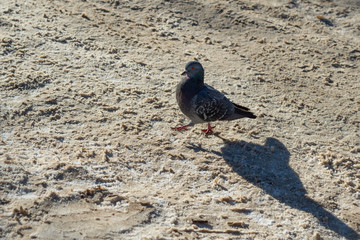 Proud pigeon on a snow