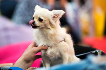 Chihuahua dog licking its nose