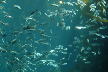 School of Fish
