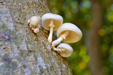 Buchenschleimruebling Oudemansiella mucida im Herbstwald - porcelain fungus or Oudemansiella mucida...