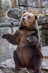 Obraz premium Brown bear (Ursus arctos). ZOO