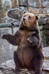 Fotobehang Brown bear (Ursus arctos). ZOO © Вячеслав