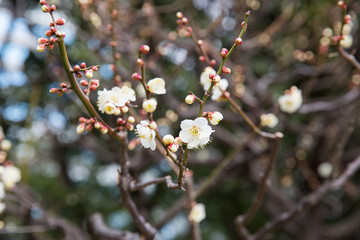 nature, botany, gardening and flora concept - close up of beautiful sakura tree blossoms