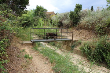 chien qui traverse un pont