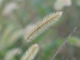 Fototapeta premium 秋景色・秋彩