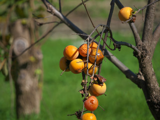 秋景色・柿の実り