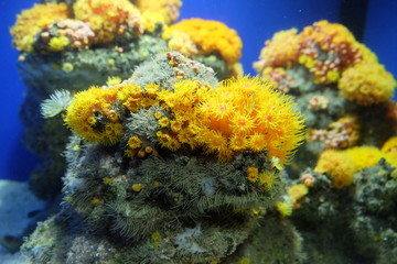 Naklejka na ściany i meble Sea coral
