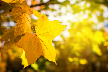 Yellow fall maple leave