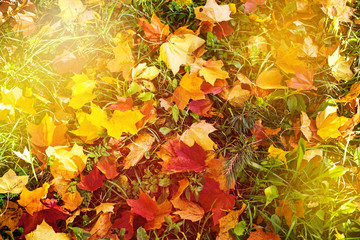 yellow colourful maple leaf background