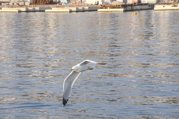 Fototapeta na wymiar seagull in flight near Adriatic sea