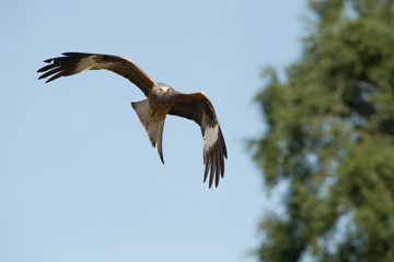 Red Kite (Milvus milvus)/Red Kite flying through clear blue sky