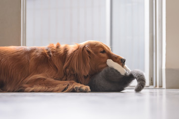 Golden Retriever and Kitten