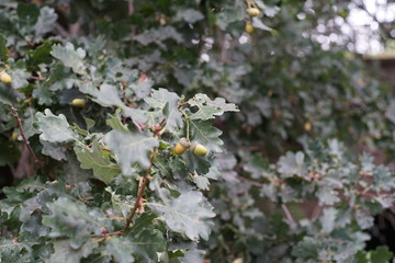 Acorns fruits. Closeup acorns fruits in the oak nut tree against blurred green background.