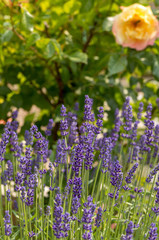 Fototapeta premium kwitnące kwiaty lawendy w Prowansji, niedaleko Sault we Francji