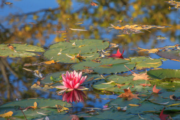 Obraz premium Giverny, jardin d'eau