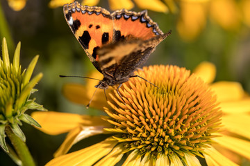 Painted Lady (Vanessa cardui), butterfly feeding on Black eyed Susan(Rudbeckia hirta), in garden
