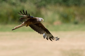 Red Kite (Milvus milvus)/Red Kite flying over fields