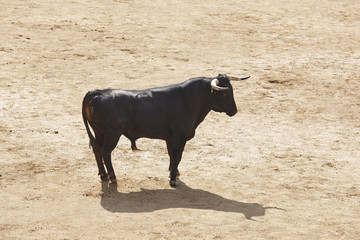 Fighting bull in the arena. Bullring. Toro bravo. Spain