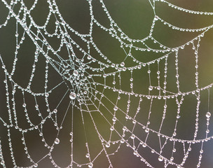 Spider web with raindrops on blurred background; close-up