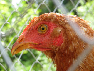 Chicken portrait. Beautiful hen, view through wire mesh