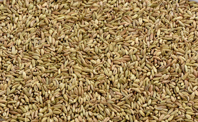 Fennel Seeds (Saunf), A hardy, perennial herb's seed famously know as saunf and an important ingredient of kitchen.