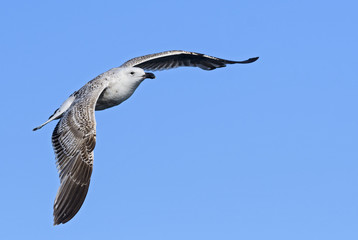 Herring Gull - Larus argentatus, large gull in flight, Shetlands, Scotland, United Kingdome