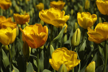 Tulips Background