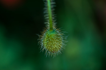 Green background. Blurred green background. Nature. Flowers