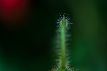 Green background. Blurred green background. Nature. Flowers