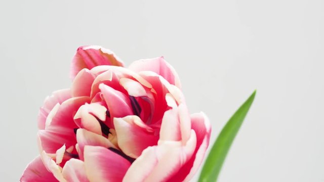 Timelapse of a tulip flower blooming on a white background