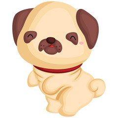 a dog with a pug pure breed