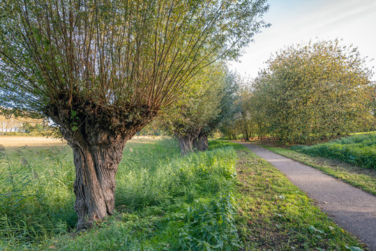 Old willow tree next to a path in a Dutch park © Ruud Morijn