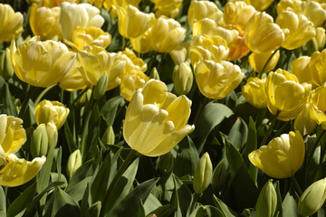 Obraz premium Tulips background