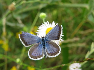 Common Blue (Polyommatus icarus) butterfly sitting on chamomile flower, close-up