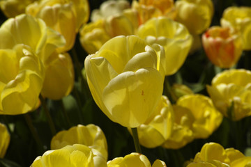 Beautiful Tulips