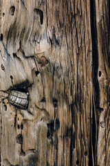 Old wooden texture with knots