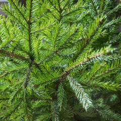 Fototapeta premium Christmas tree branches. Outdoor.Pattern. Close up. Winter.