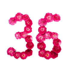 number 36 from flowers of a red and pink rose on a white background. Typographical element for design. Flower numbers, date, isolate, isolated
