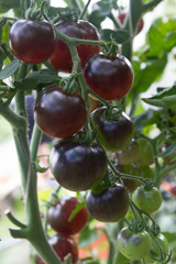 black tomatoes