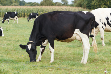 Vaches Holstein au champ en Bretagne