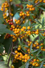 branch of seabuckthorn