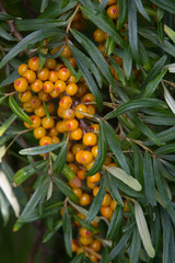 branch of seabuckthorn