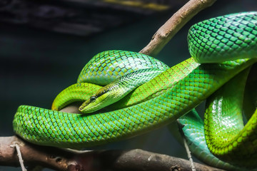 green snakelying in a trunk at a zoo