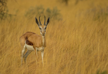 A springbok ewe hides in the tall grass on the African plain image with copy space in landscape format