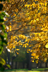 Yellow autumn leaves